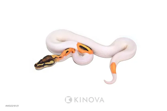 OD Fire Pied Ball Python by KINOVA