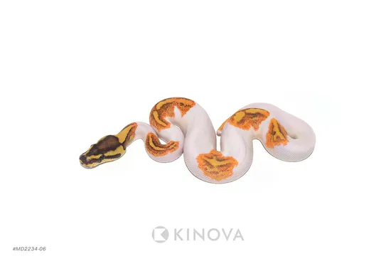 Enchi Fire YB Pied Ball Python by KINOVA