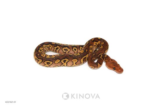 Mahogany YB Special Clown Ball Python by KINOVA
