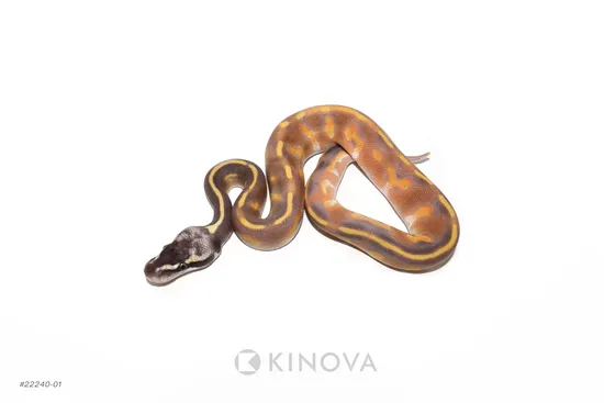 Pastel Enchi Leopard Blackhead Mojave GHI Het Lavender Ball