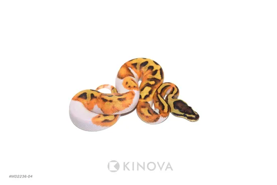 Enchi Fire Pied 50% Het Axanthic Ball Python by KINOVA