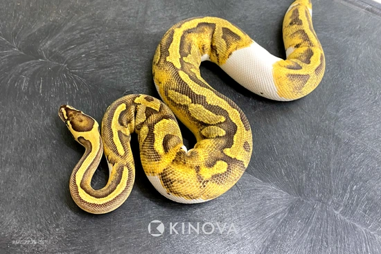 Fire Enchi Pied Ball Python by KINOVA