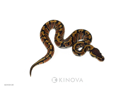 OD Jaguar Ball Python by KINOVA