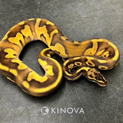 Pastel Enchi Leopard Blackhead Mojave GHI Het Lavender Ball