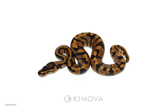 OD YB Confusion Jaguar Ball Python by KINOVA