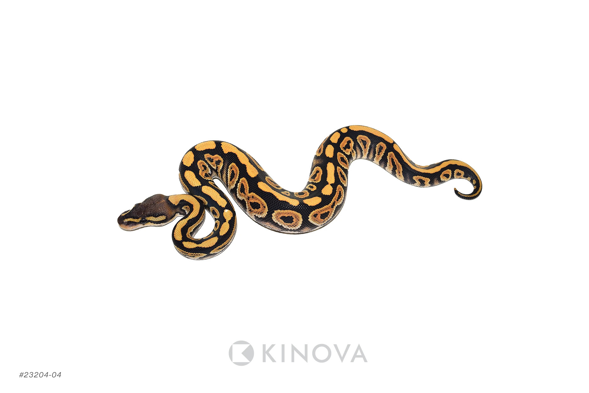 Black Pastel Spotnose Desert Ghost Dbl Het Hypo Clown Ball Pythons