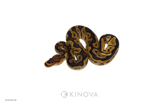 YB Clown Ball Python by KINOVA