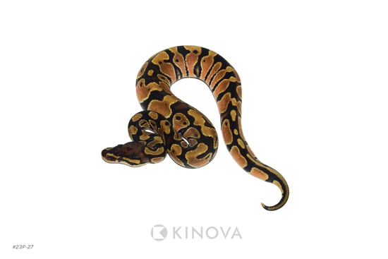 OD Ball Python by KINOVA