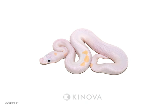 OD Super Fire Het Pied (Redstripe Pixel) Ball Python by KINOVA