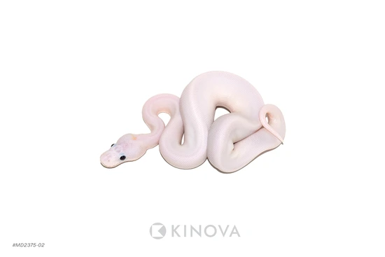 YB Super Fire (Pixel) (Redstripe) Dbl Het Clown Pied Ball Python by KINOVA