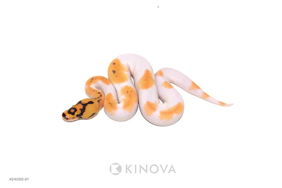 OD Freeway Clown Pied Ball Python by KINOVA