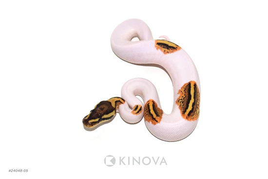 Fire YB Pied Dbl Het Monarch G-Stripe Ball Python by KINOVA
