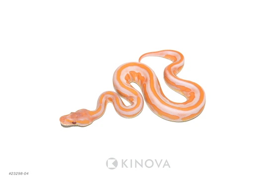 Starburst - Enchi Leopard Blackhead Lavender Ball Python by KINOVA