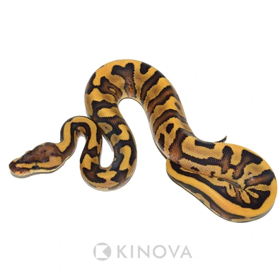 Fire Redstripe Leopard Het Puzzle Ball Pythons by KINOVA - MorphMarket