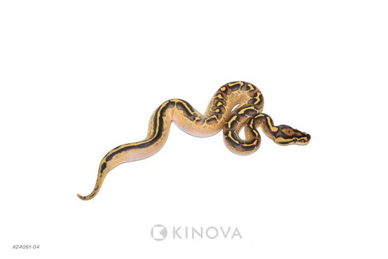 OD Freeway Dbl Het Clown Pied Ball Python by KINOVA