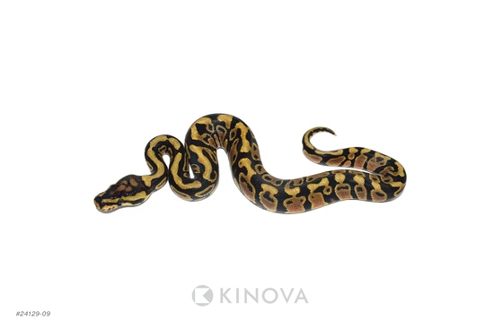Spotnose Jaguar Het Clown Ball Python by KINOVA