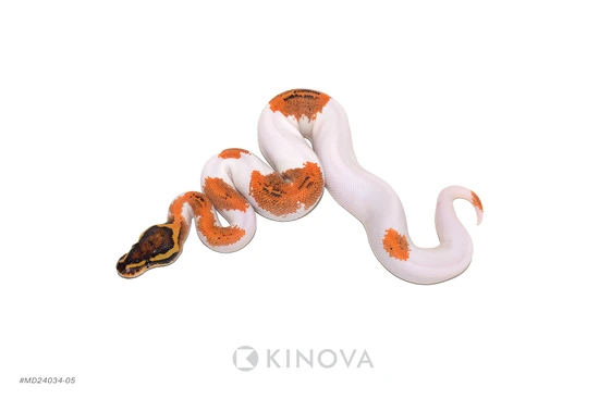 Freeway Pied Het Clown Ball Python by KINOVA