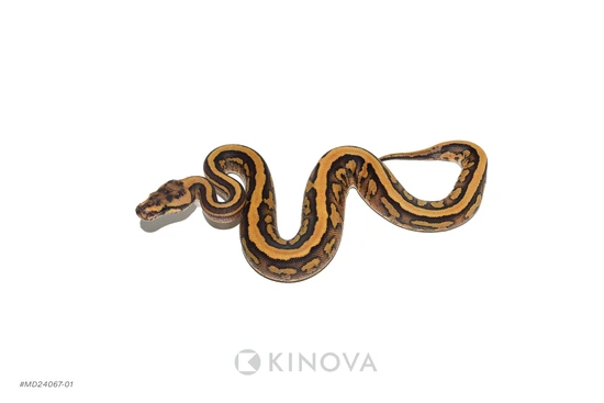 Fire Super Redstripe Confusion Ball Python by KINOVA