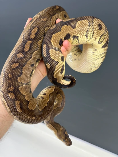 Cinnamon Joppa Clown Ball Python by KINOVA