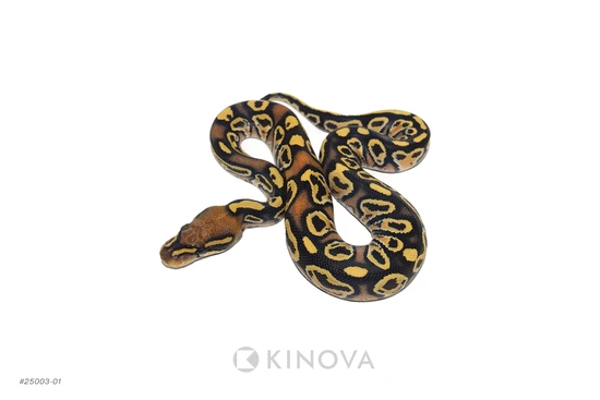 YB Jaguar DG Het Hypo Ball Python by KINOVA