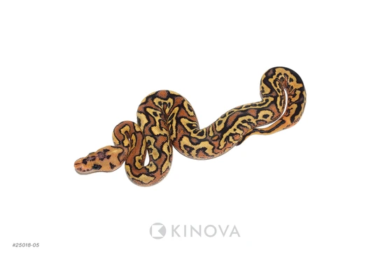 Pompeii Python Fire Pompeii Ball Python by KINOVA