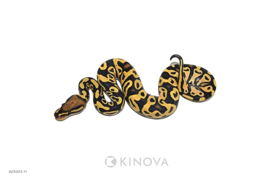 YB Jaguar DG Het Hypo Ball Python by KINOVA