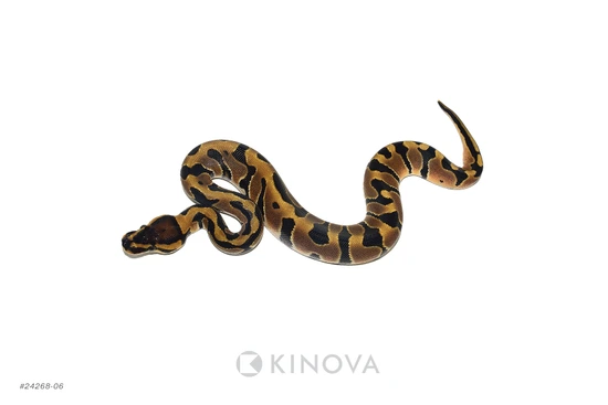 Jaguar Het Clown Ball Python by KINOVA