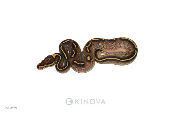 Freeway Dbl Het Clown Pied Ball Python by KINOVA