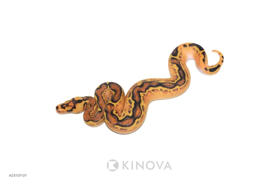OD Freeway Clown Het Pied Ball Python by KINOVA