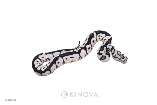 VPI Axanthic DG Clown Ball Python by KINOVA