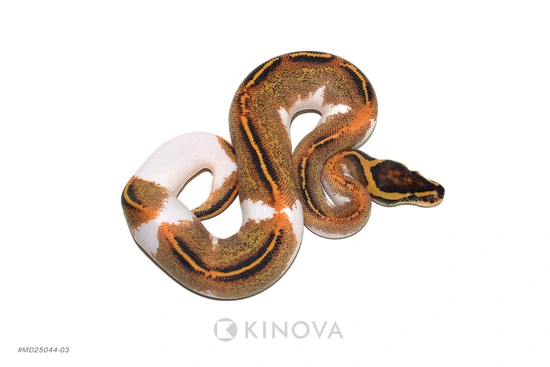 Freeway Pied Het Clown Ball Python by KINOVA
