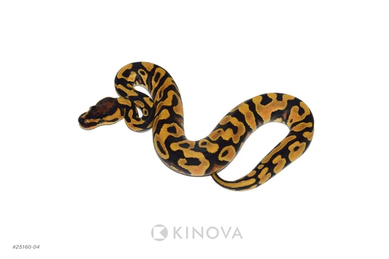 YB OD Jaguar Triple Het DG G-Stripe Clown Ball Python by KINOVA