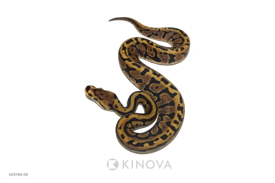 Confusion Spotnose Jaguar Het Puzzle Ball Python by KINOVA