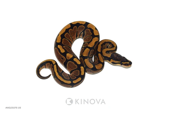 NR Mandarin Het Hypo Ball Python by KINOVA