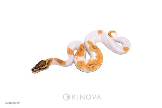 Enchi Freeway Pied Het Clown Ball Python by KINOVA