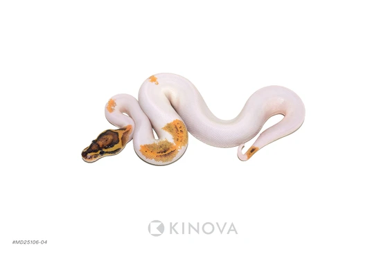 Freeway Pied Het Clown Ball Python by KINOVA