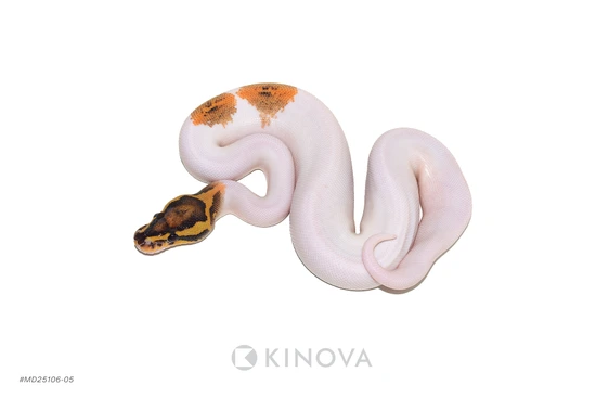 Freeway Pied Het Clown Ball Python by KINOVA