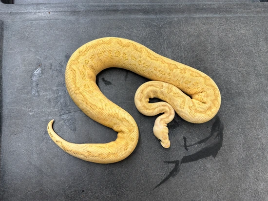 Pompeii Python Fire Russo Pinstripe Pompeii Ball Python by KINOVA