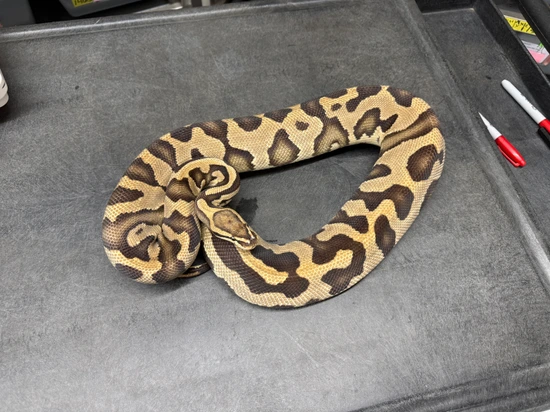 Leopard Fire Dbl Het Sunset Clown Ball Python by KINOVA