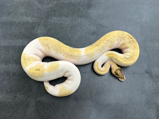 Freeway Pied Het Clown Ball Python by KINOVA