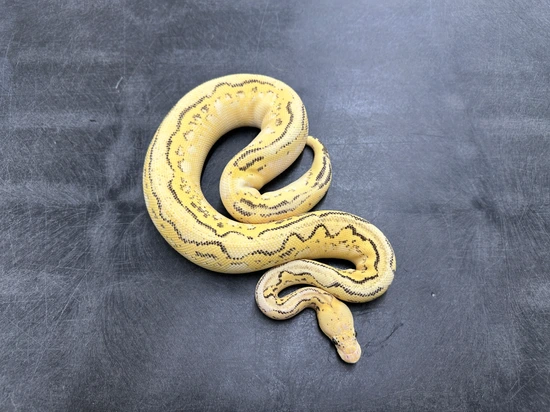 Pastel Freeway Clown Het Pied Ball Python by KINOVA