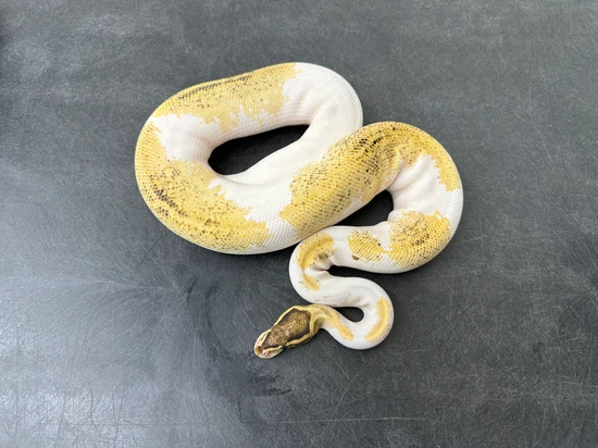 Freeway Pied Het Clown Ball Python by KINOVA