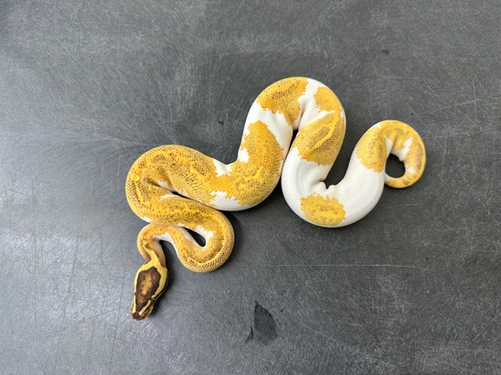 Enchi Freeway Pied Het Clown Ball Python by KINOVA