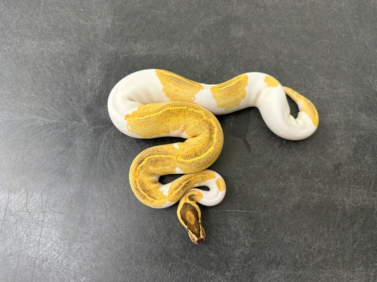 Enchi Freeway Pied Het Clown Ball Python by KINOVA