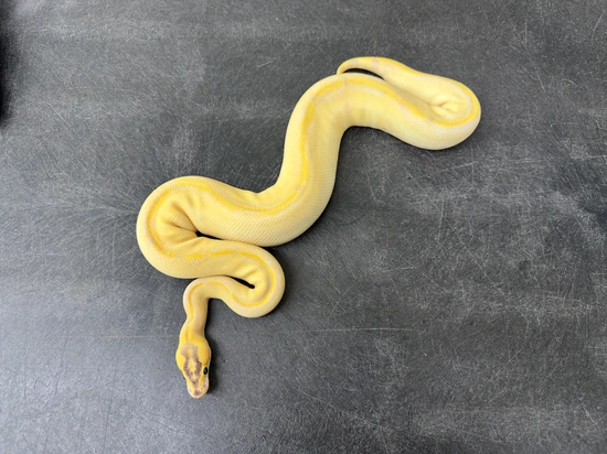 Ivory Blackhead Adult Ball Python Pastel Super Enchi Blackhead Ivory Dbl Het Clown Pied Ball Python by KINOVA