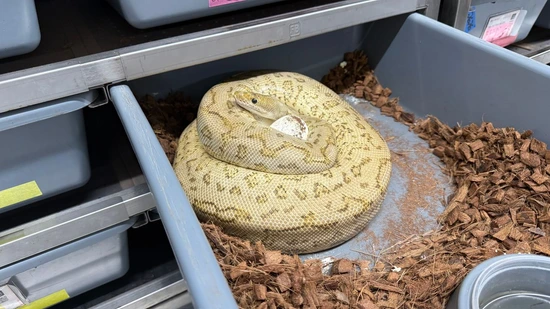 Pompeii Python Pinstripe Pompeii Ball Python by KINOVA
