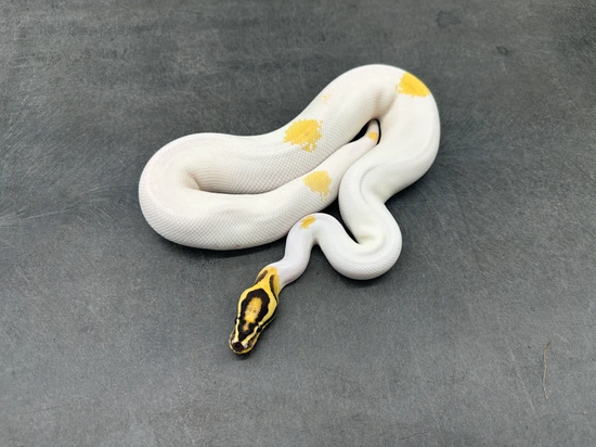 OD Freeway Pied Het Clown Ball Python by KINOVA
