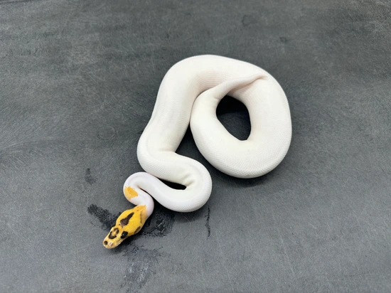 Freeway Clown Pied Ball Python by KINOVA