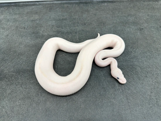 Black Pastel (Redstripe) Baker Special Spotnose Ivory Clown Ball Python ...