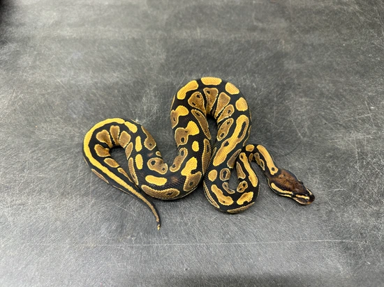 NR Mandarin Het Hypo Ball Python by KINOVA